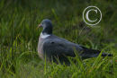 Woodpigeon.